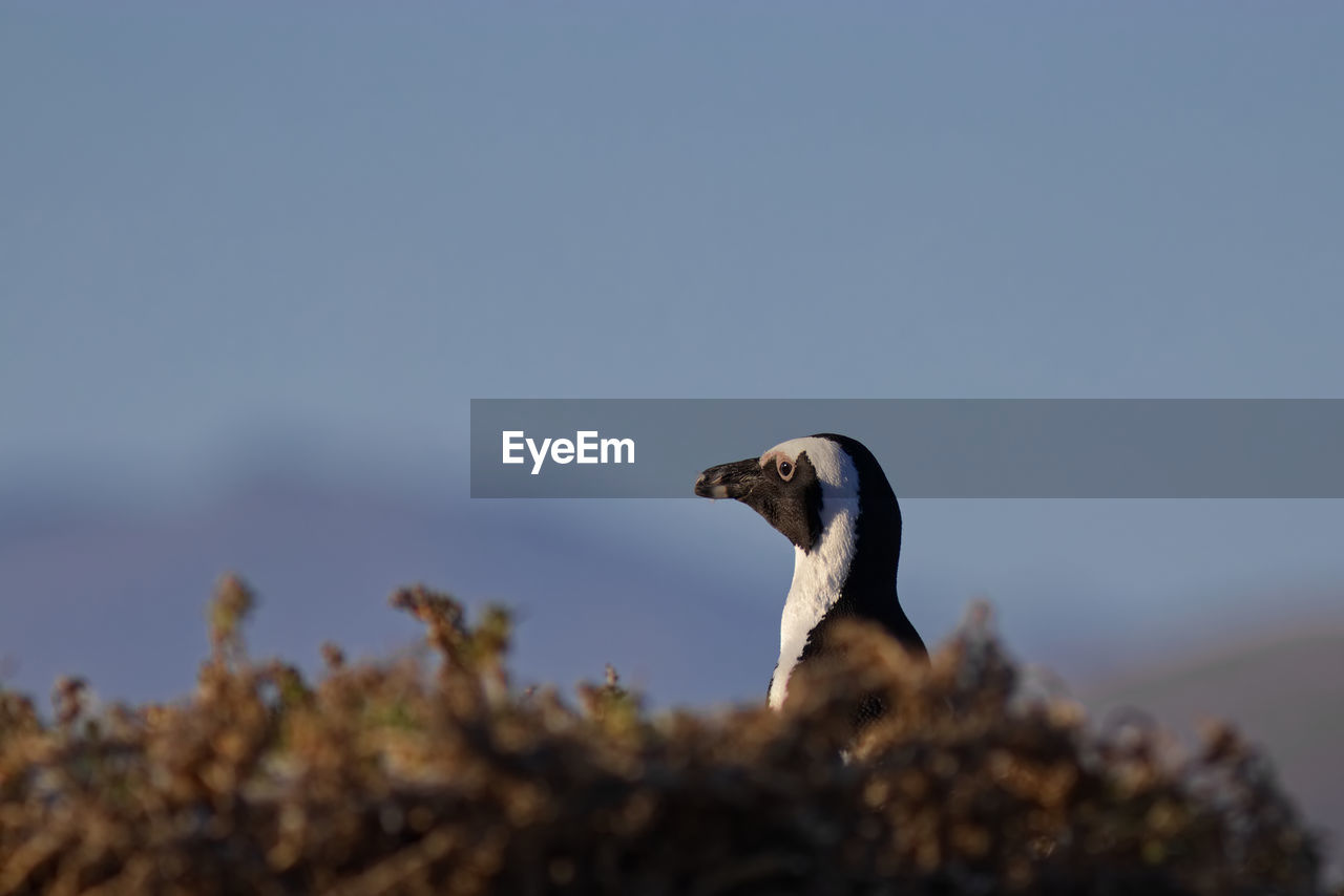 SIDE VIEW OF BIRD AGAINST SKY