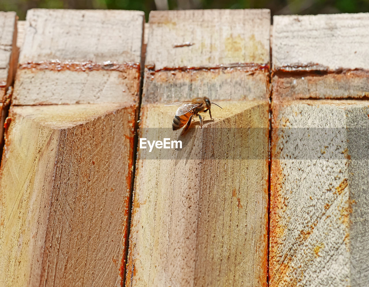 CLOSE-UP OF HONEY BEE ON WALL