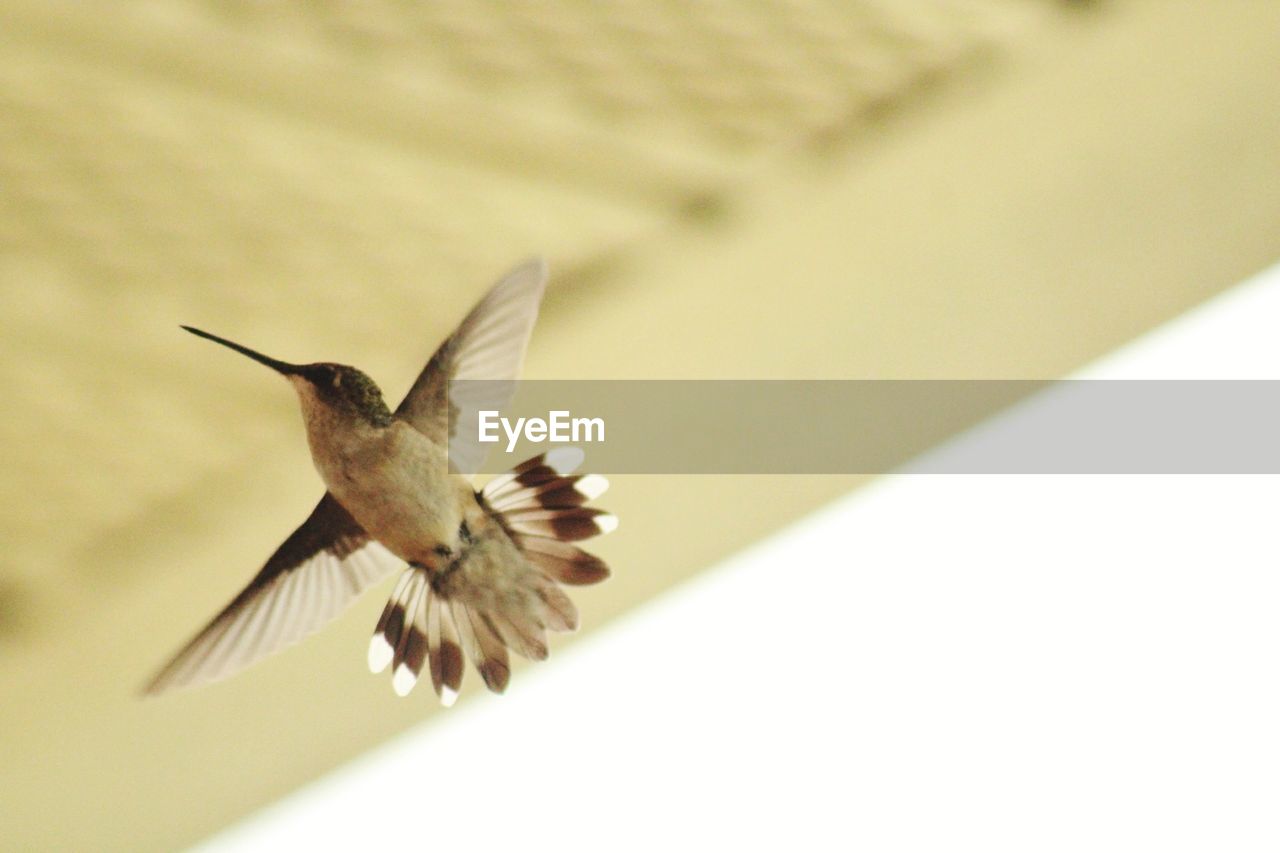 CLOSE-UP OF BIRD FLYING AGAINST BLURRED BACKGROUND