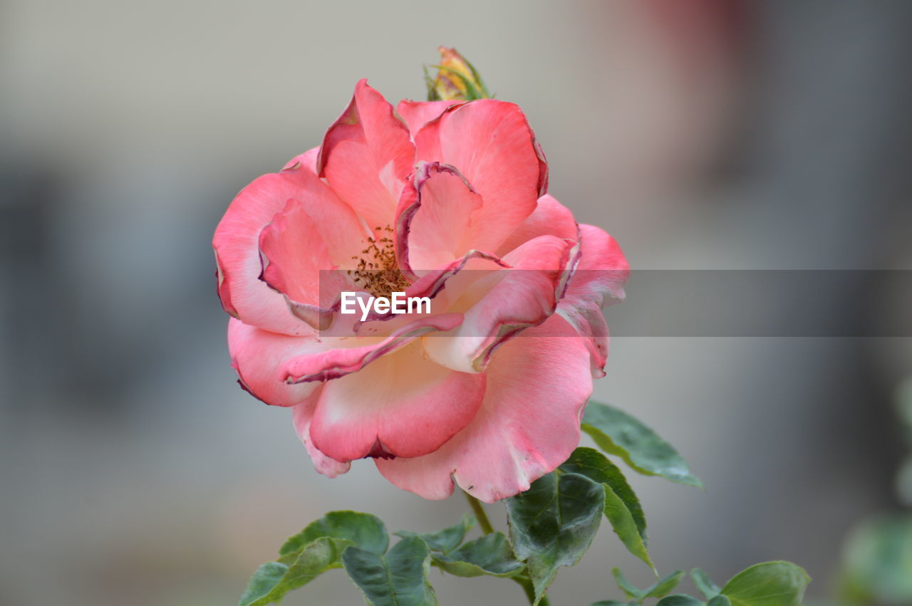 Close-up of pink rose blooming outdoors