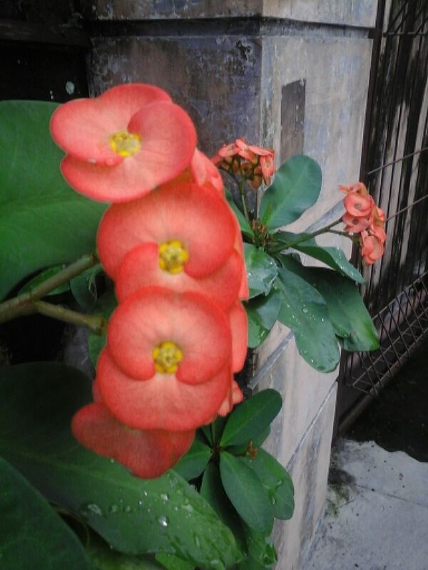 CLOSE-UP OF FLOWERS BLOOMING