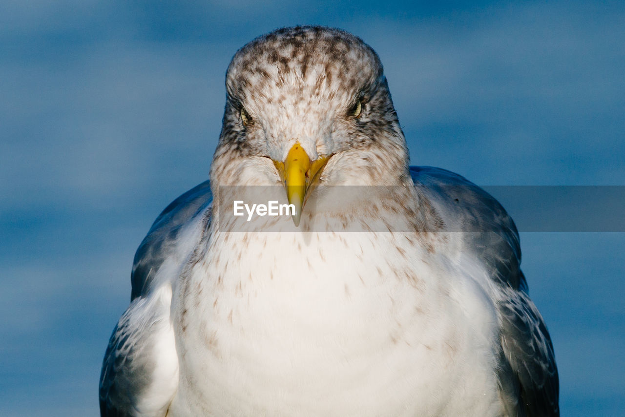 Close-up of seagull against sky