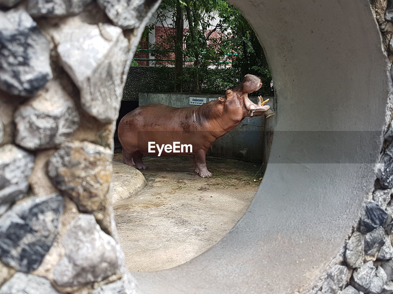 View of a hippo feeding