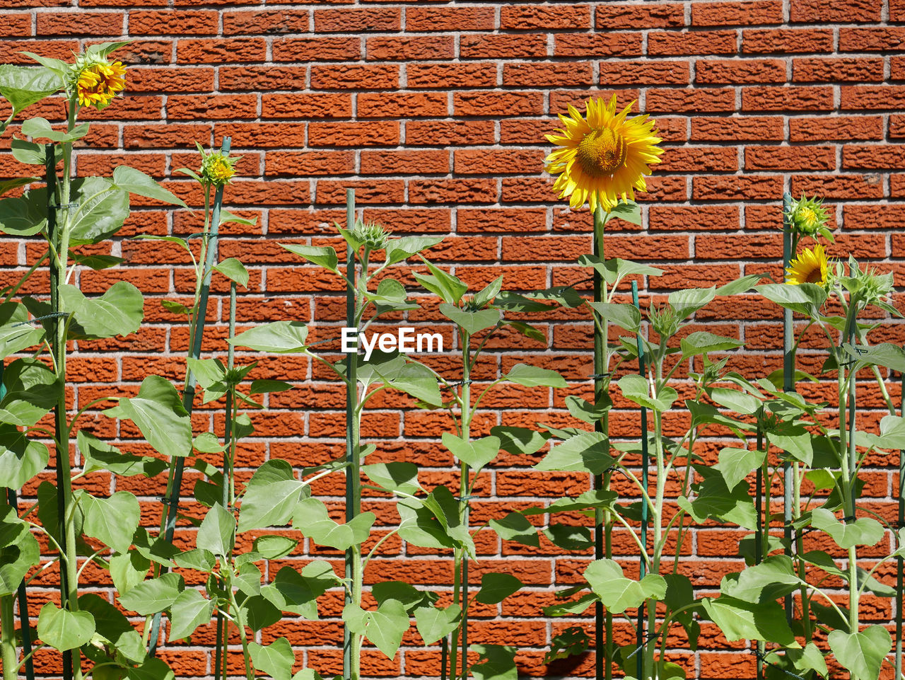 Full frame shot of sunflower on wall