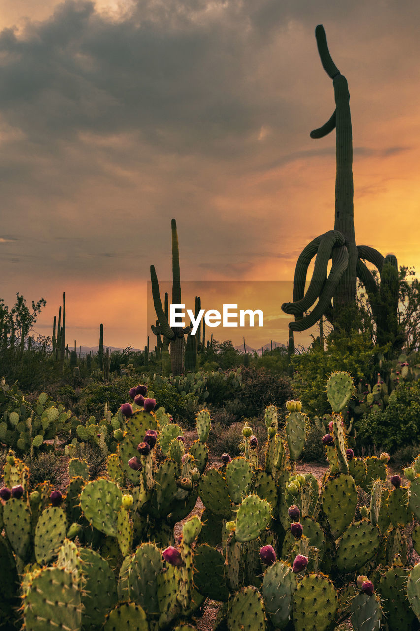 Close-up of cactus plants on field against sky during sunset