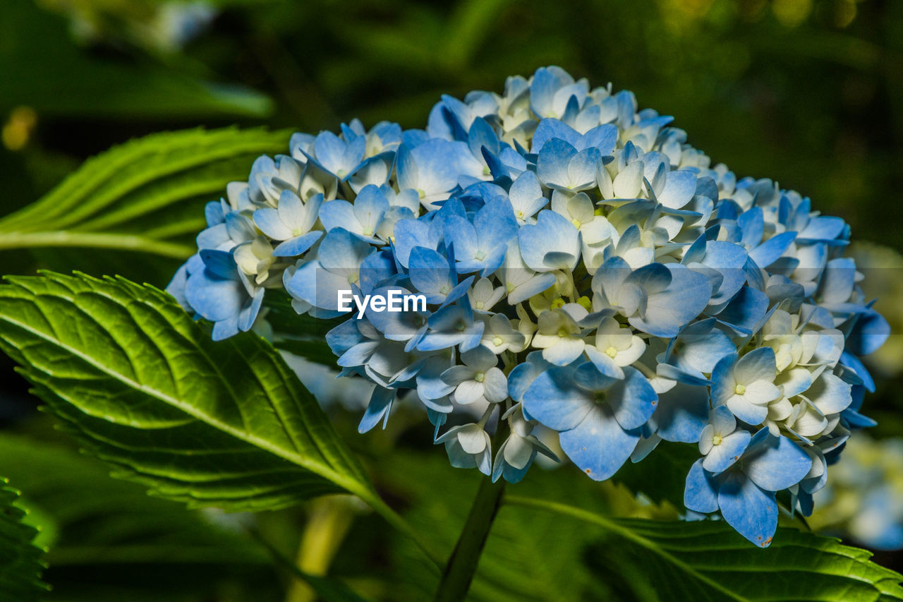 CLOSE-UP OF BLUE HYDRANGEAS