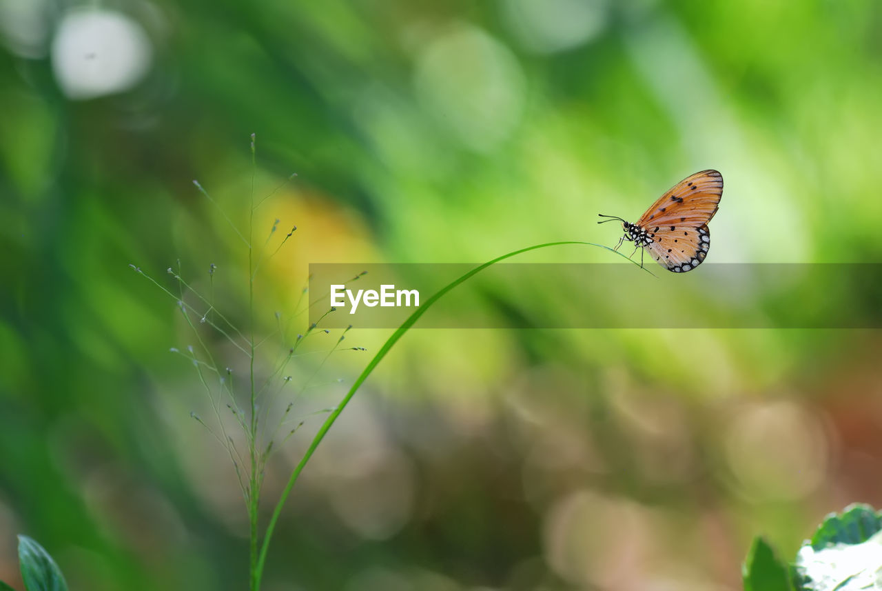 BUTTERFLY POLLINATING FLOWER