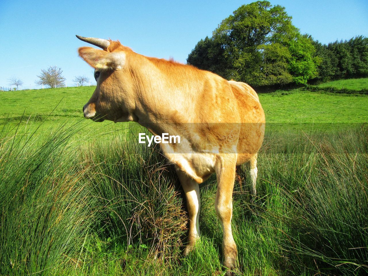 HORSE STANDING ON FIELD