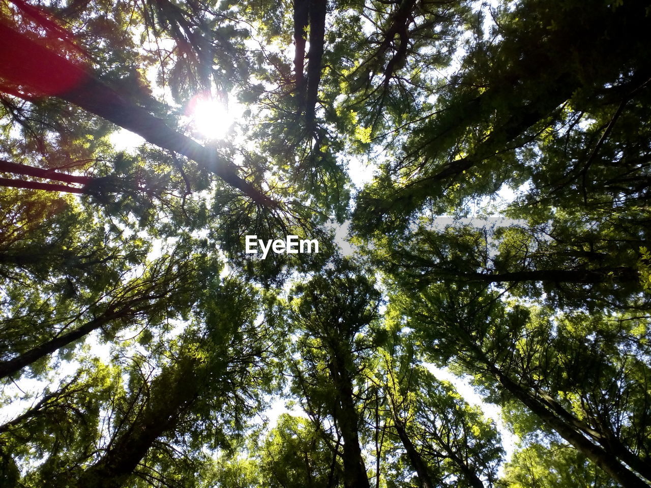 LOW ANGLE VIEW OF TREES AGAINST THE SKY