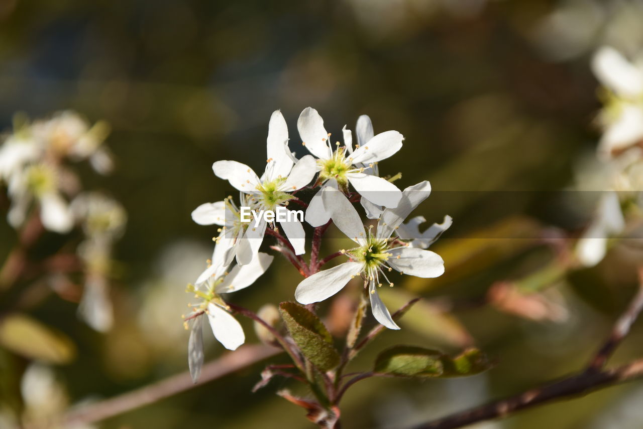 CLOSE-UP OF WHITE FLOWERS