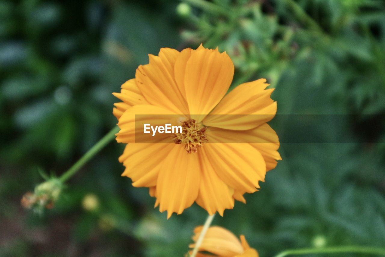 CLOSE-UP OF YELLOW COSMOS