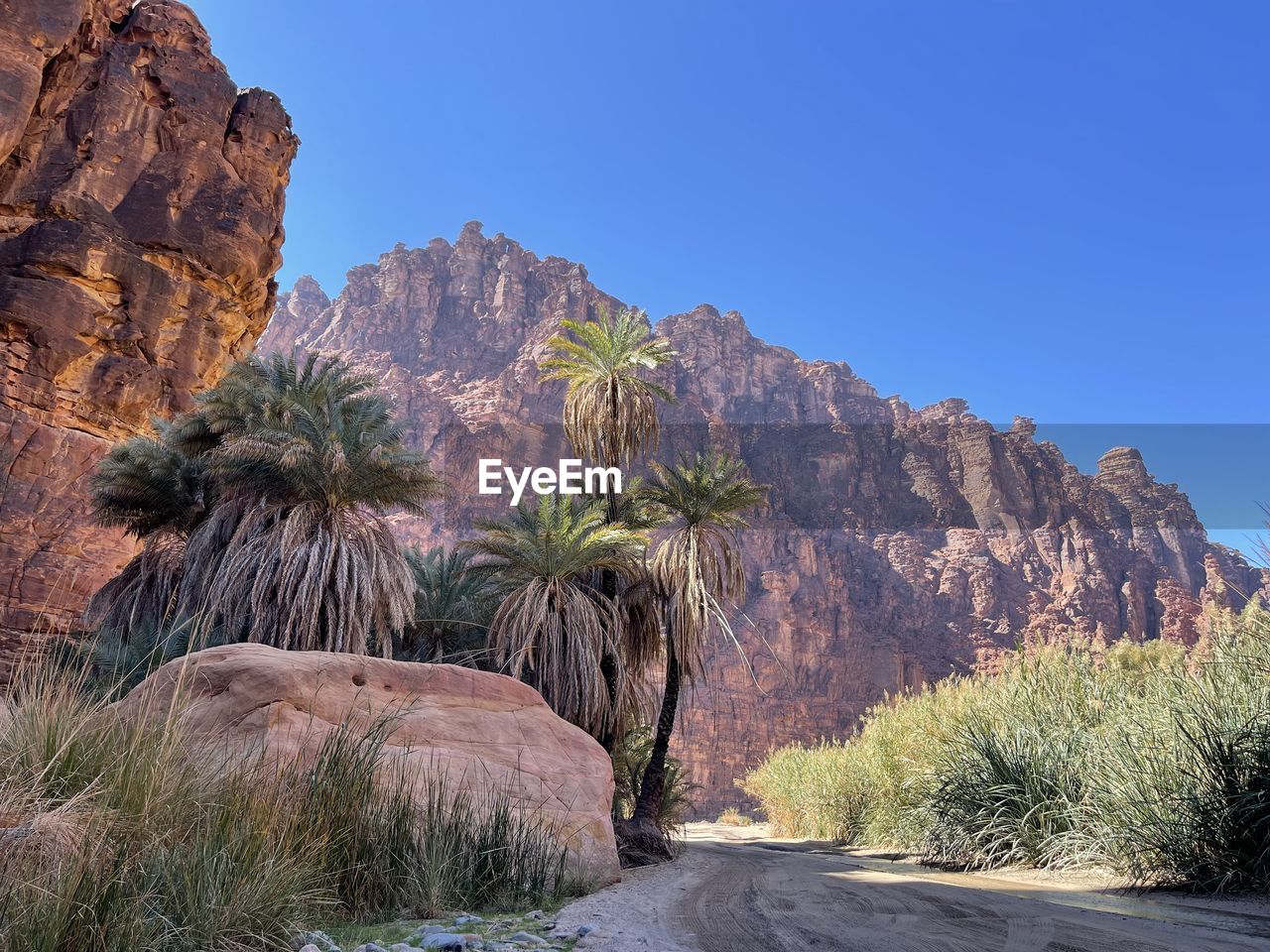 rock, nature, plant, scenics - nature, landscape, sky, environment, mountain, tree, land, beauty in nature, rock formation, travel destinations, clear sky, travel, valley, desert, wilderness, no people, blue, wadi, canyon, non-urban scene, outdoors, sunny, mountain range, tranquility, semi-arid, road, palm tree, park, day, geology, tourism, tranquil scene, natural environment, arid climate, sunlight, cliff, national park, physical geography, climate