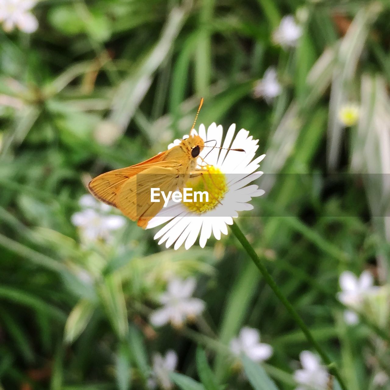 Close-up of moth on daisy