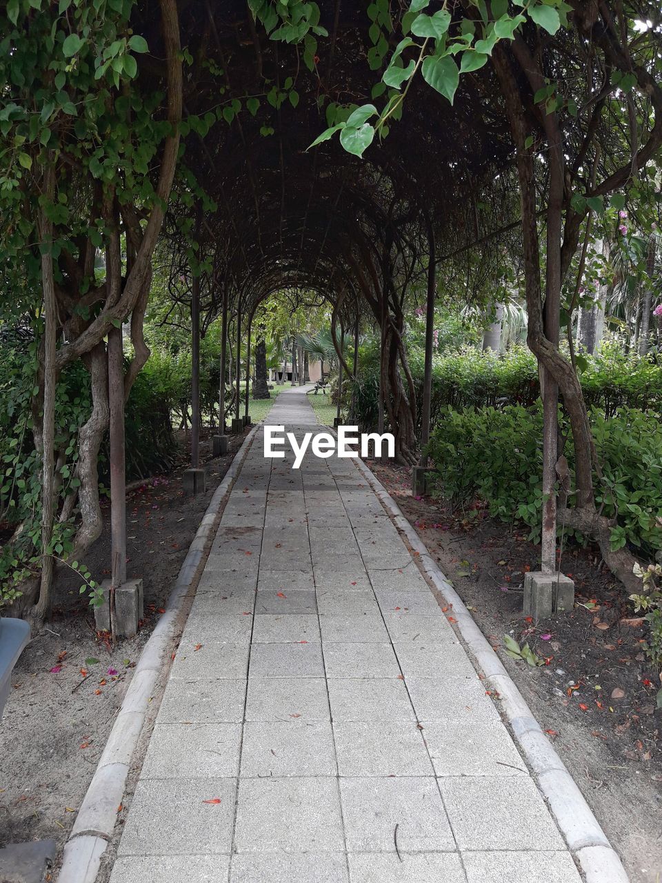 EMPTY PATHWAY ALONG TREES IN PARK