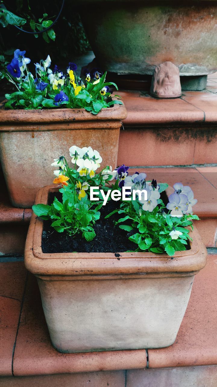 Close-up of potted plants