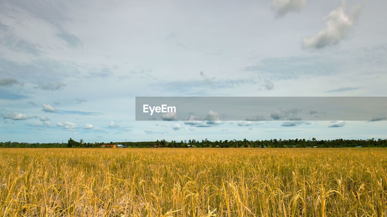 SCENIC VIEW OF CROP FIELD AGAINST SKY