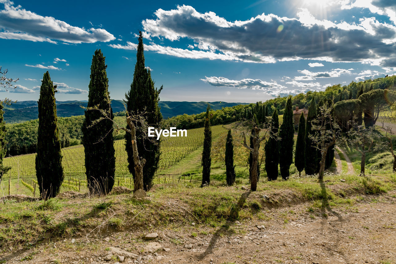 Vineyard against sky