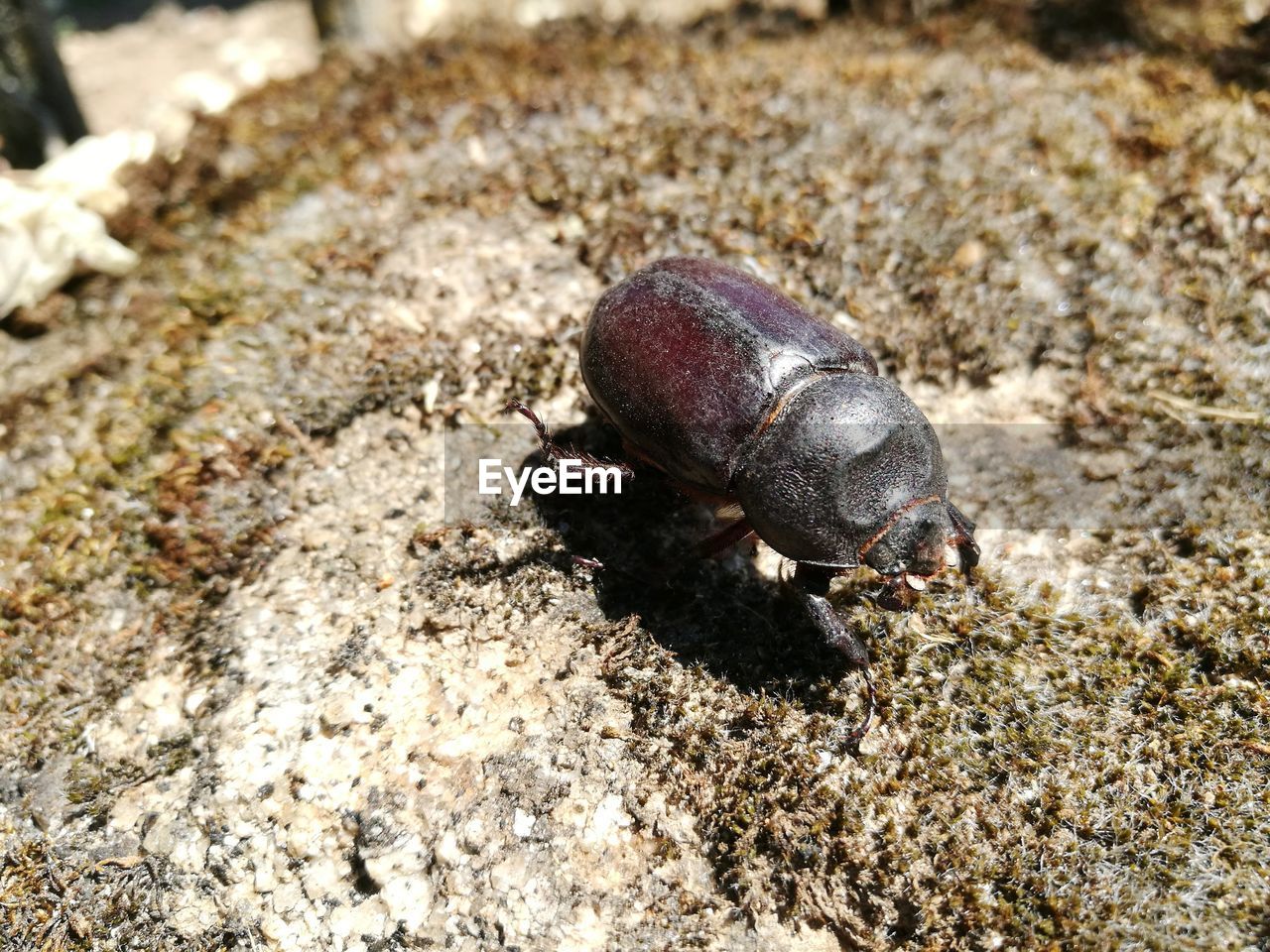 Close-up of beetle