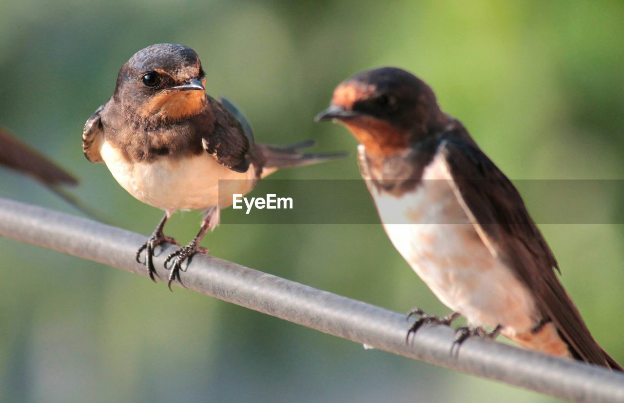 Close-up of swallows perching on railing