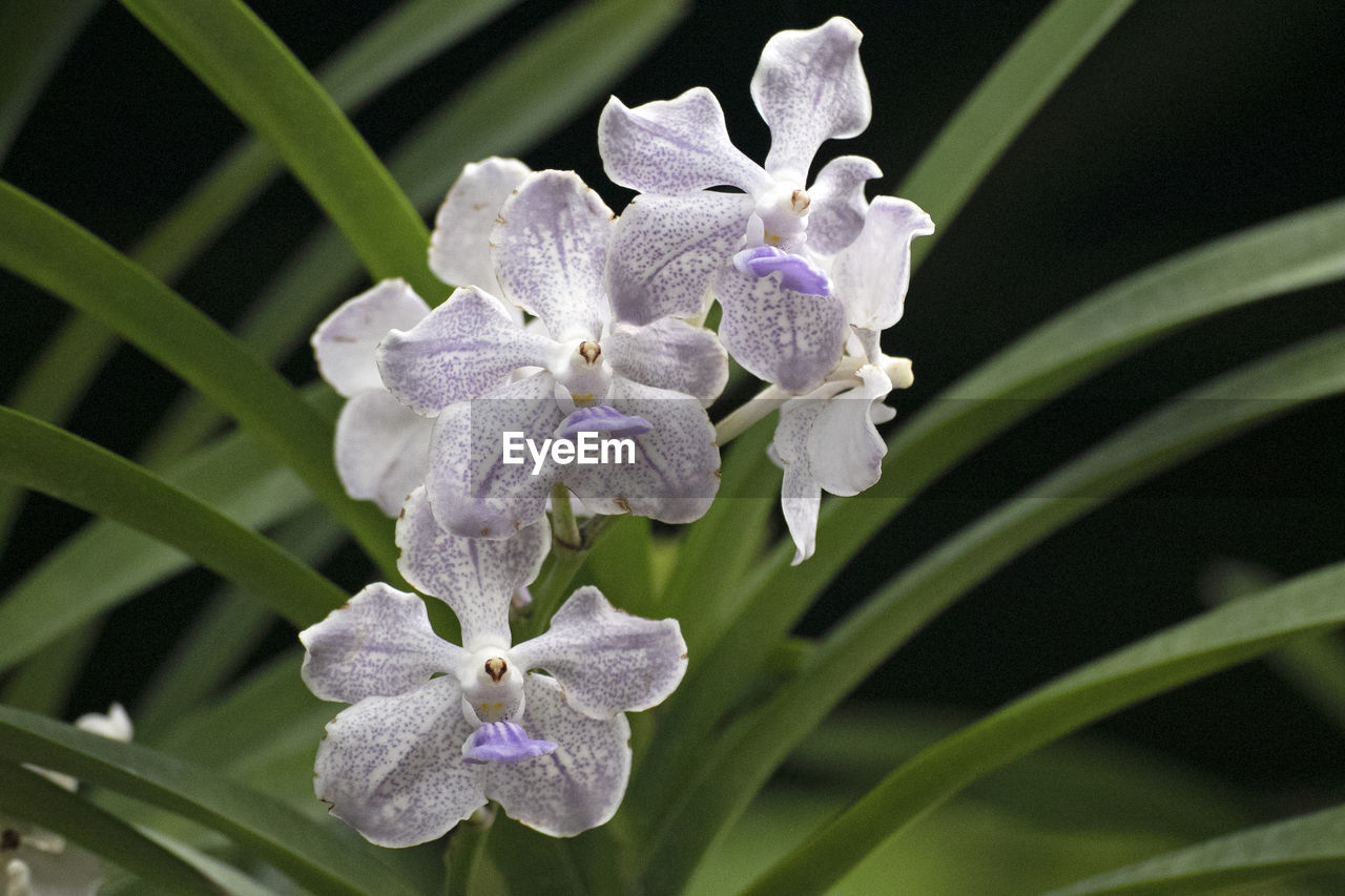 Close-up of purple flowering plant