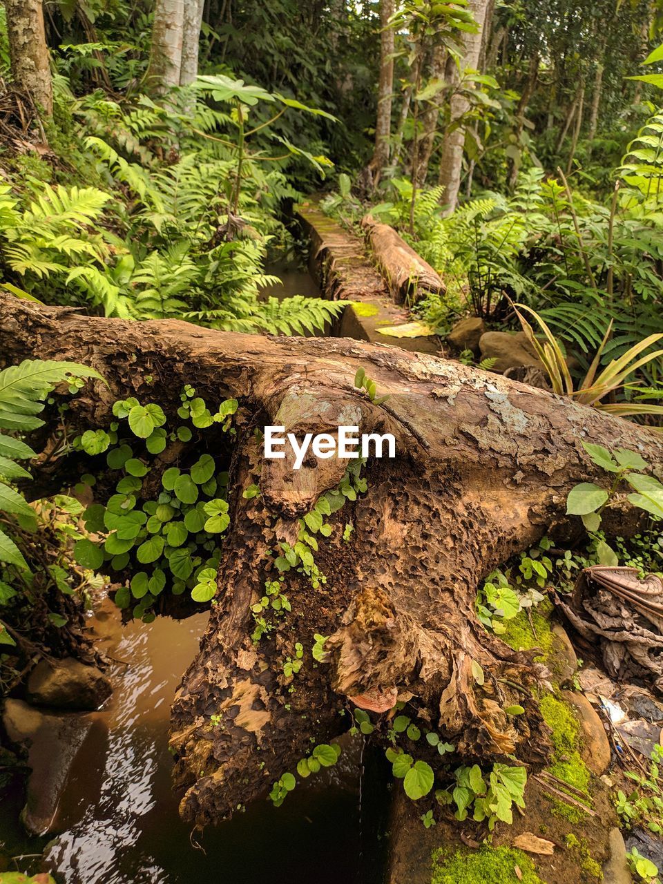 HIGH ANGLE VIEW OF TREES GROWING ON LAND