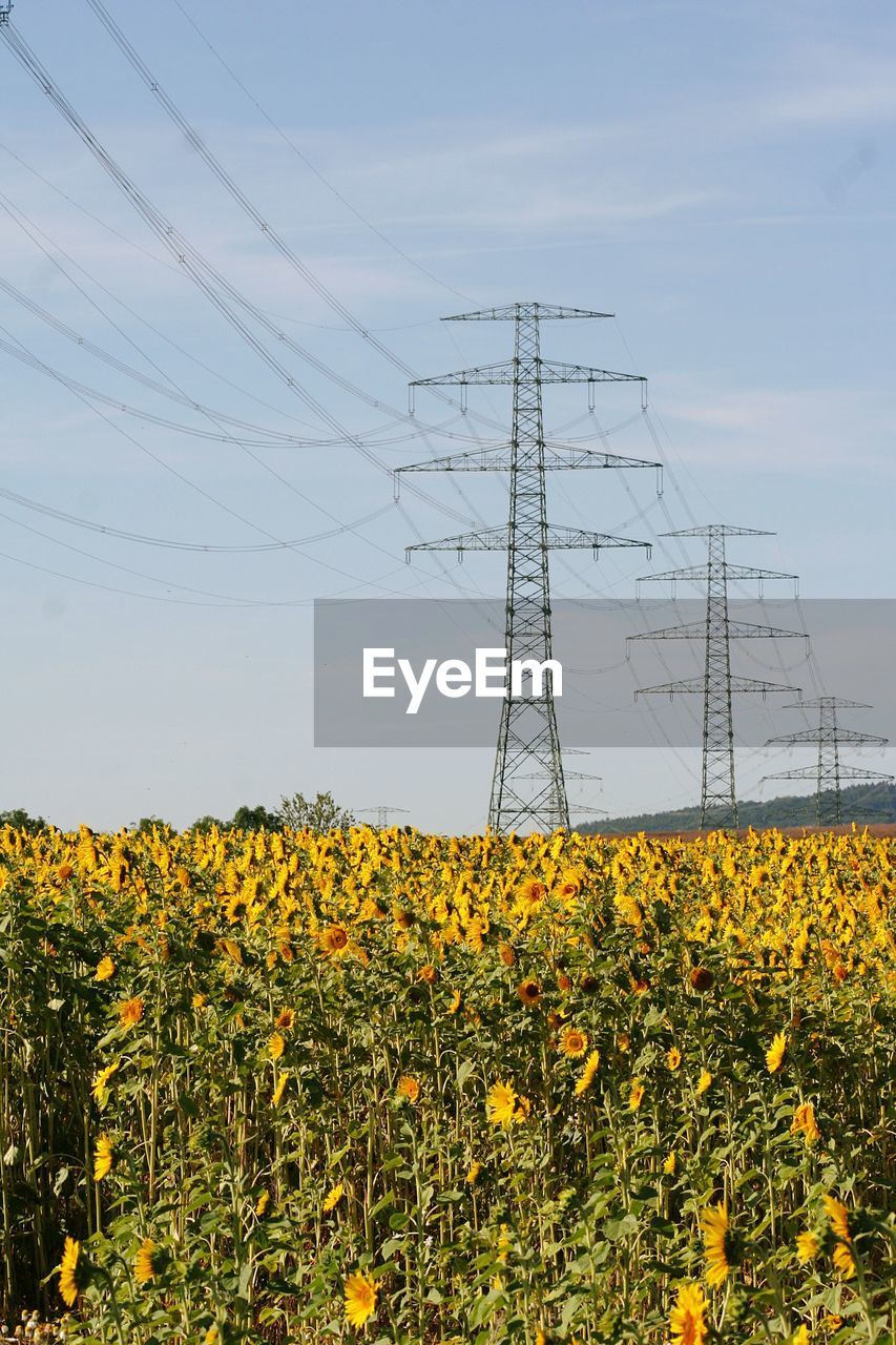 Sunflowers growing on field against sky, powerpylons