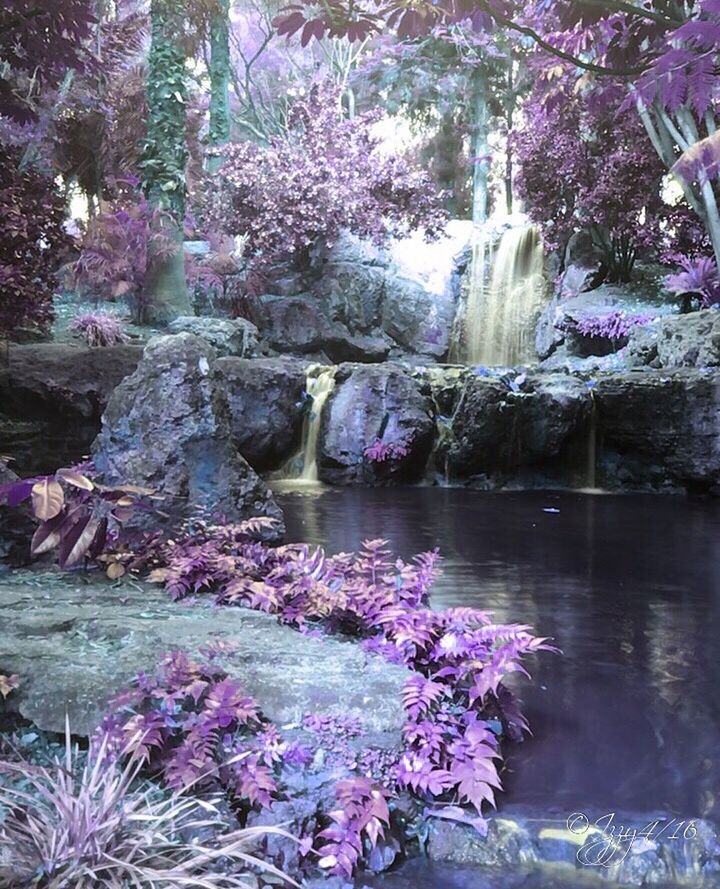 PURPLE FLOWERS ON TREE TRUNK