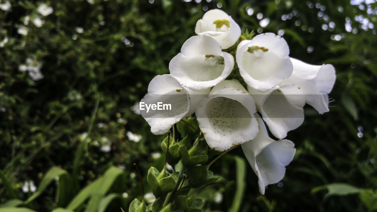 Close-up of white foxglove blooming outdoors