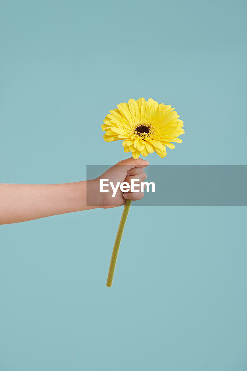 cropped hand holding yellow flower against clear sky
