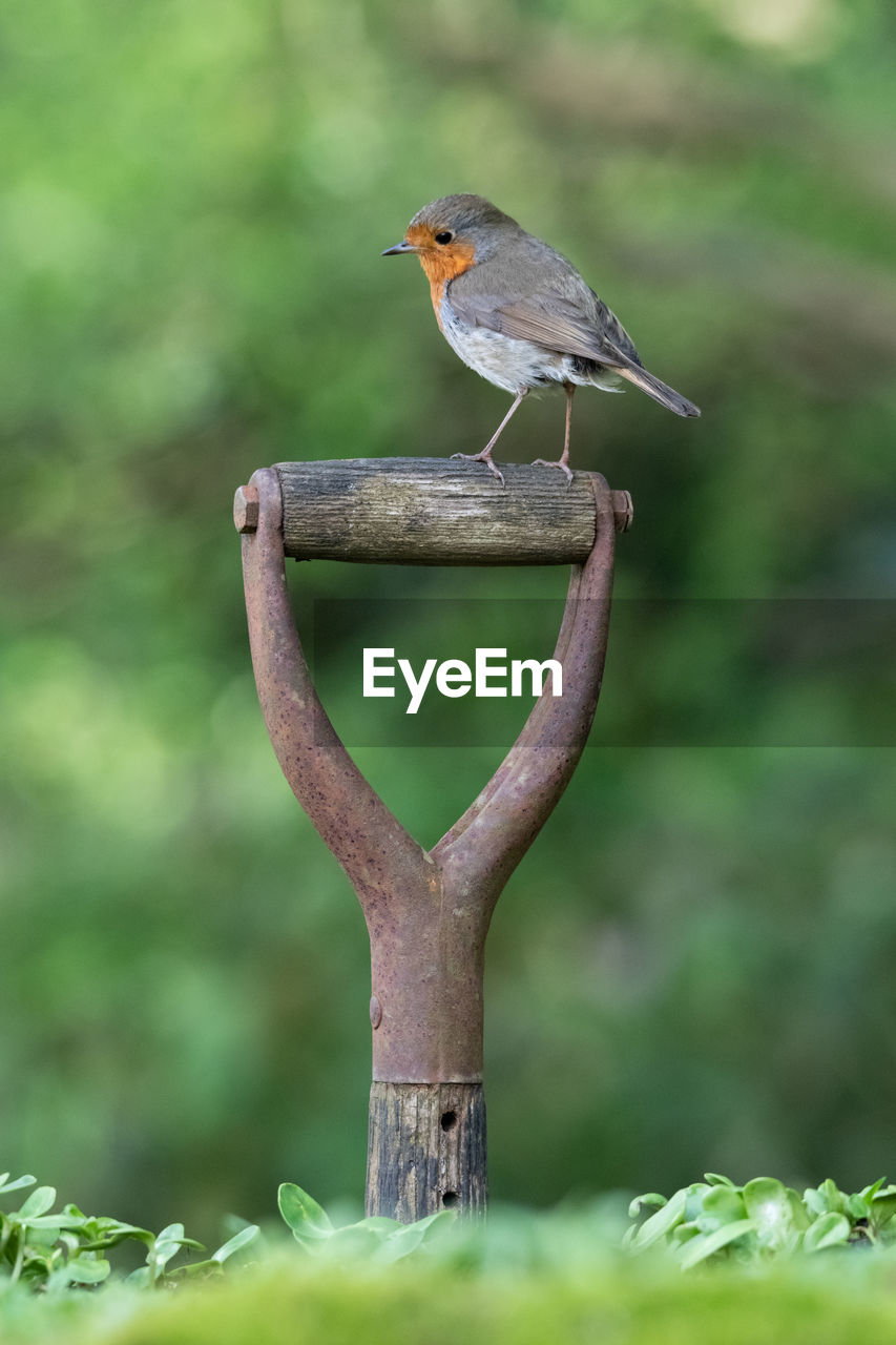 Robin redbreast bird perched on old garden fork handle with natural background