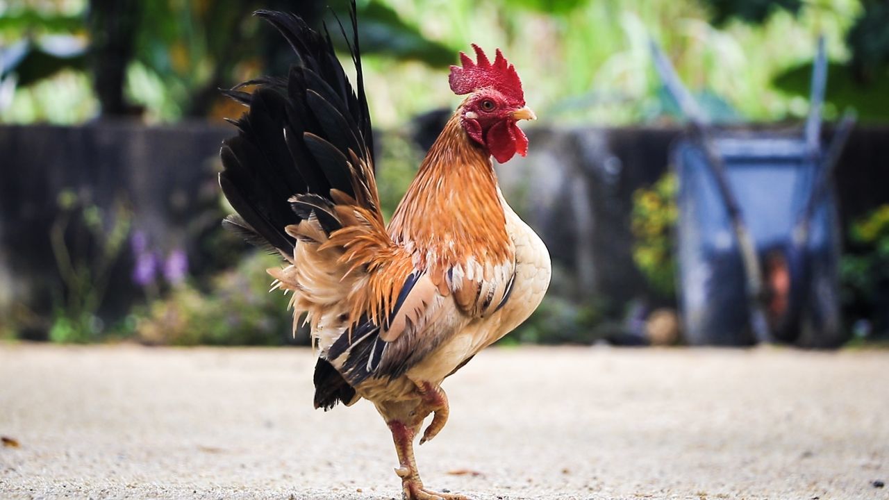 Close-up of rooster