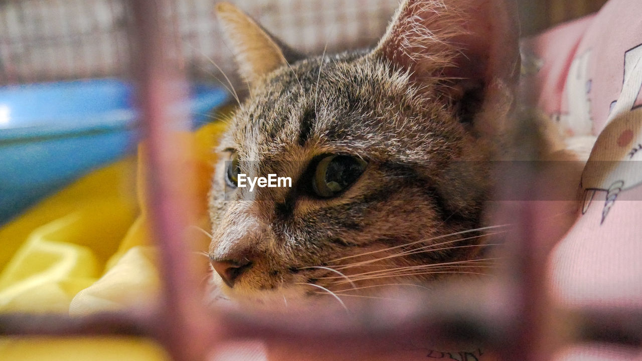 CLOSE-UP OF A CAT LOOKING AWAY OUTDOORS