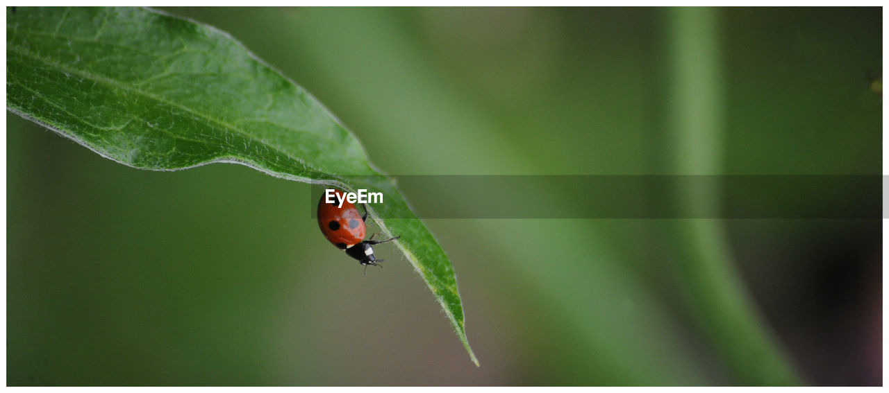 Close-up of ladybug on leaf