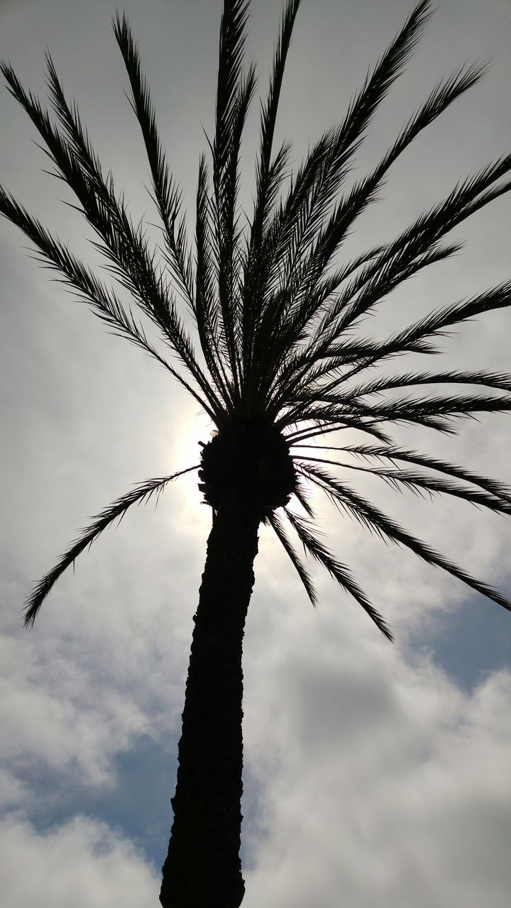 Low angle view of tree against sky