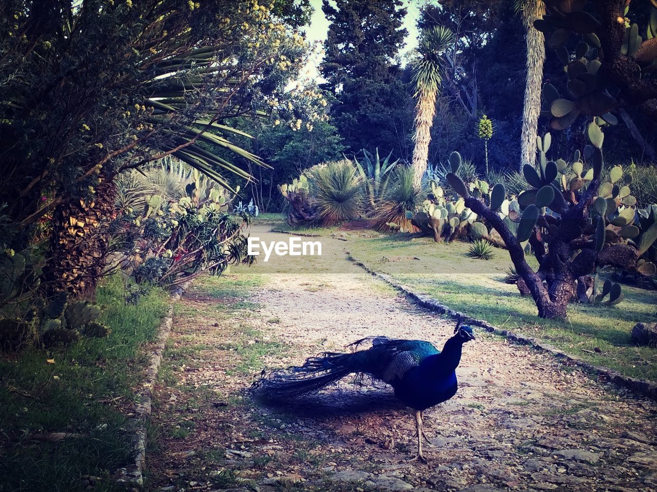 Peacock walking on garden path