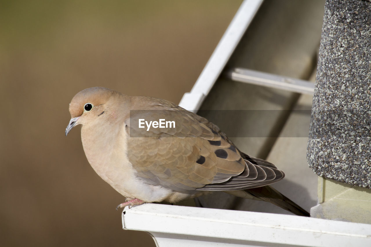 CLOSE-UP OF SPARROW PERCHING ON METAL