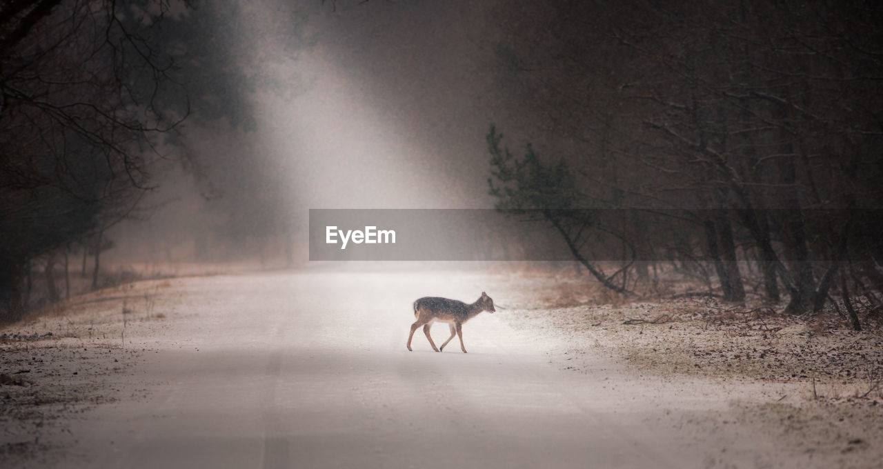 Deer on snow covered landscape