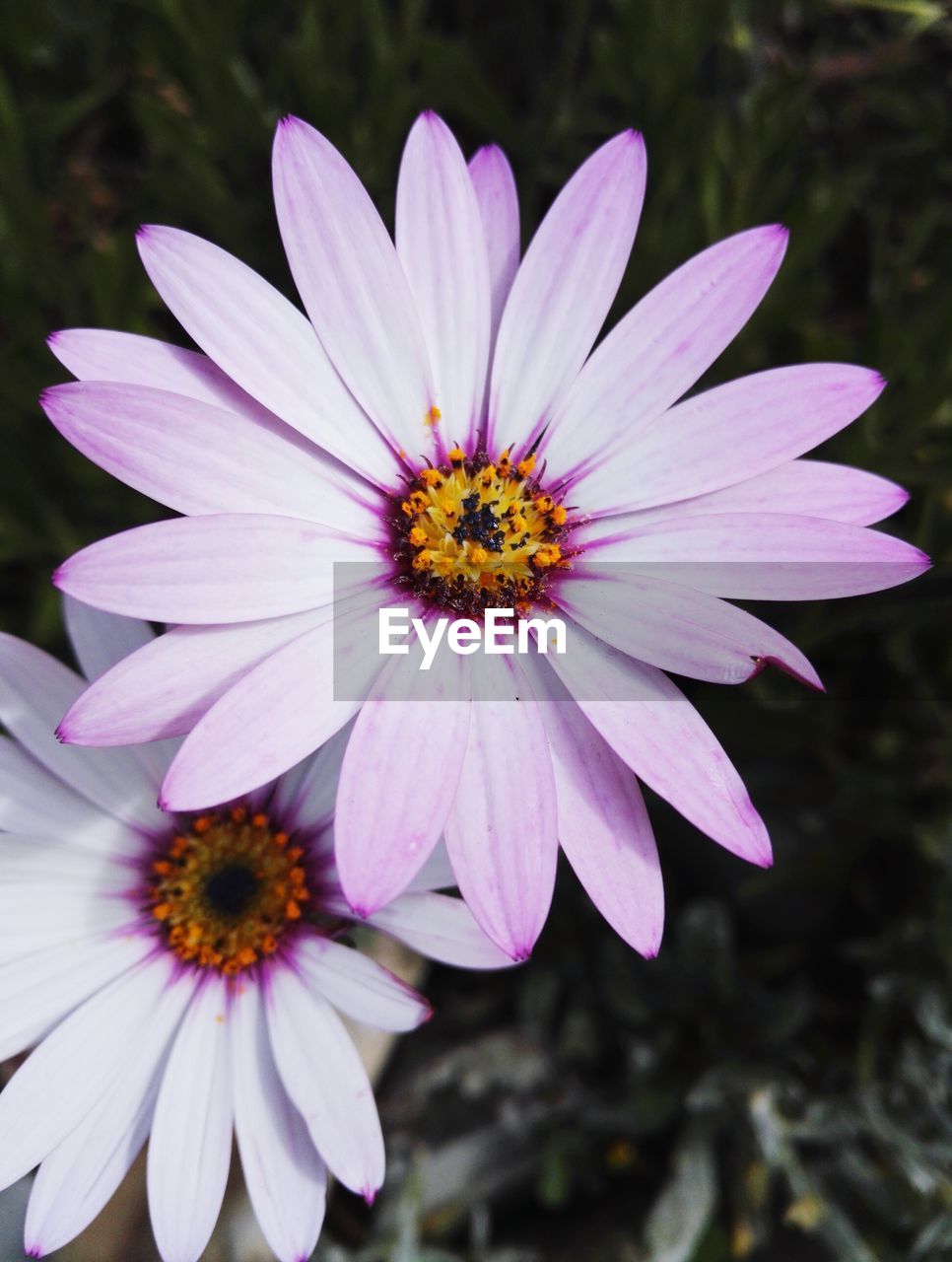 CLOSE-UP OF COSMOS BLOOMING OUTDOORS