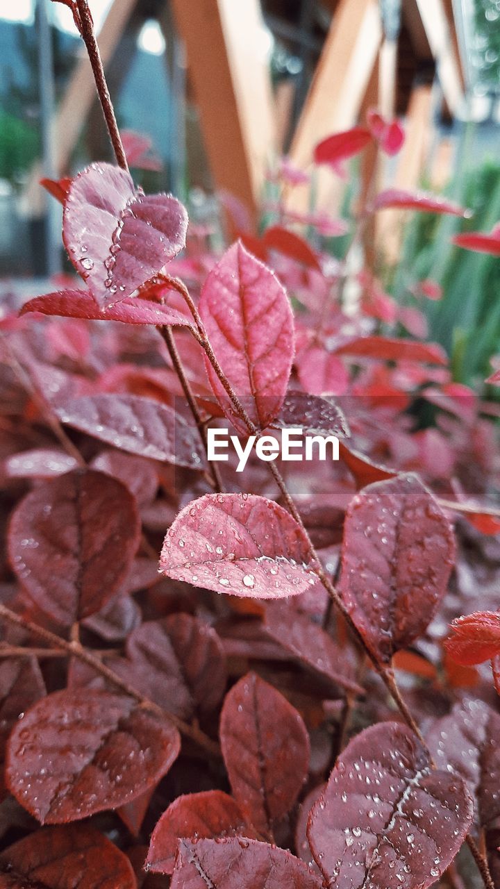 red, leaf, autumn, flower, plant, no people, close-up, pink, nature, plant part, focus on foreground, day, tree, food, outdoors, food and drink, freshness, petal, spring, branch, beauty in nature, abundance