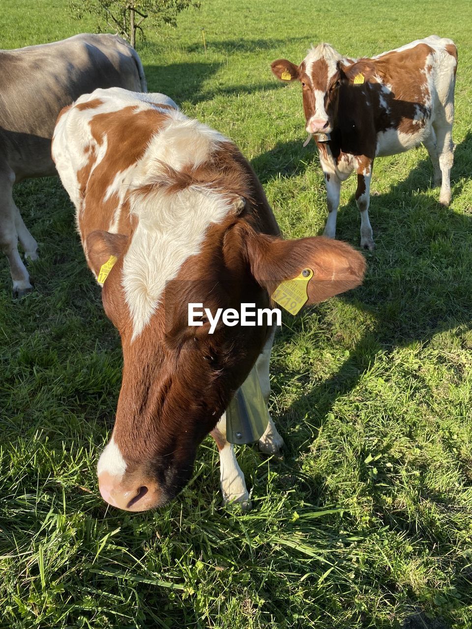 HIGH ANGLE VIEW OF HORSES ON FIELD