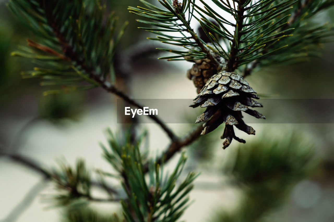 Close-up of pine tree branch