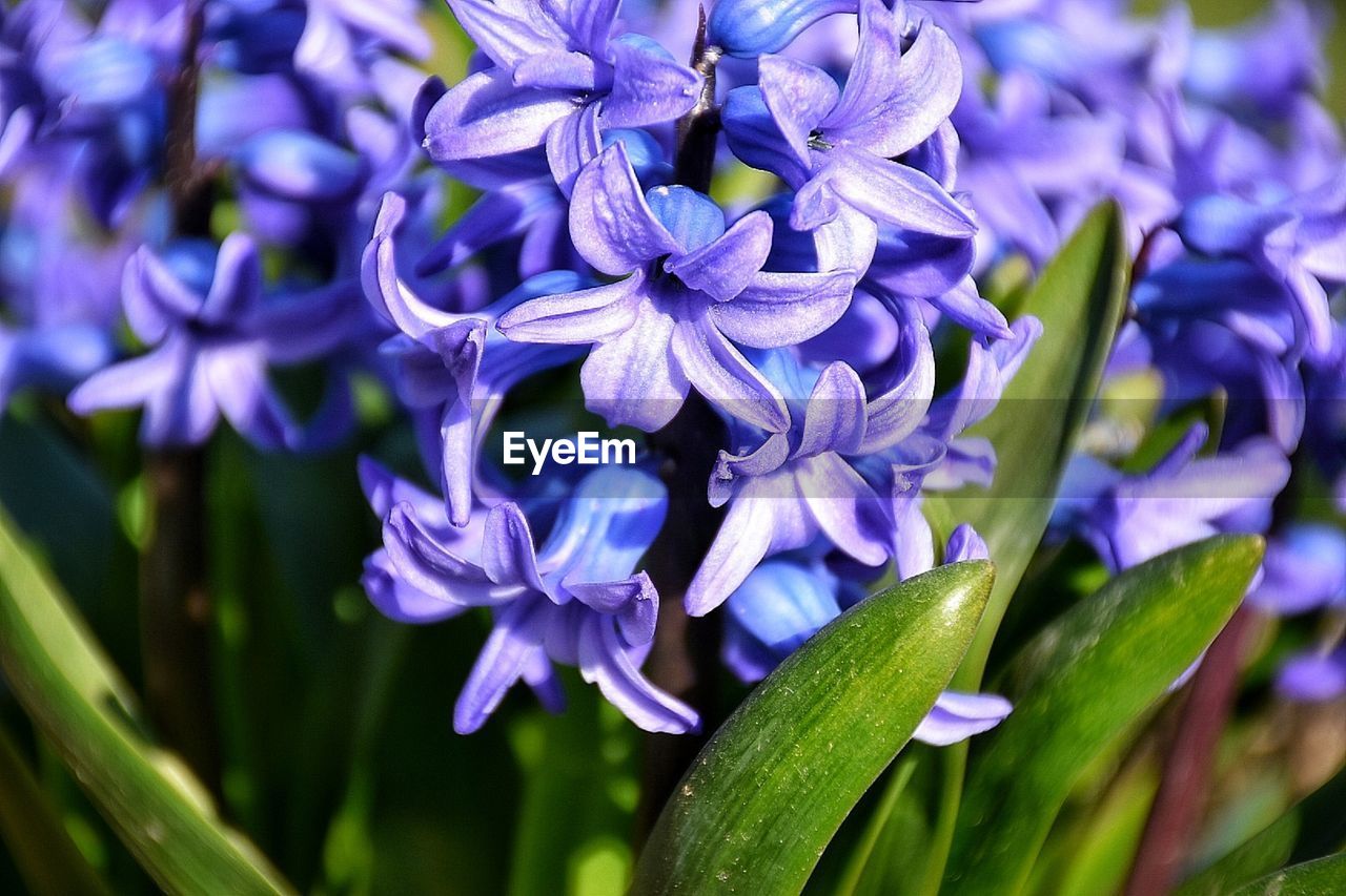 flower, flowering plant, plant, beauty in nature, freshness, purple, close-up, fragility, petal, nature, growth, flower head, inflorescence, no people, macro photography, springtime, blossom, botany, leaf, focus on foreground, plant part, outdoors, day, blue