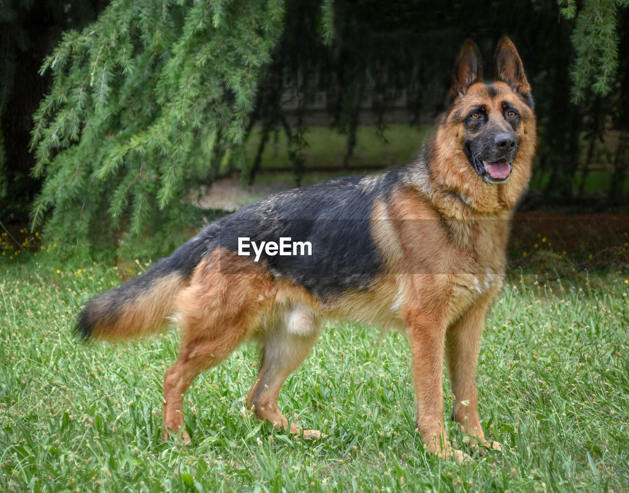 PORTRAIT OF DOG IN MOUTH ON FIELD