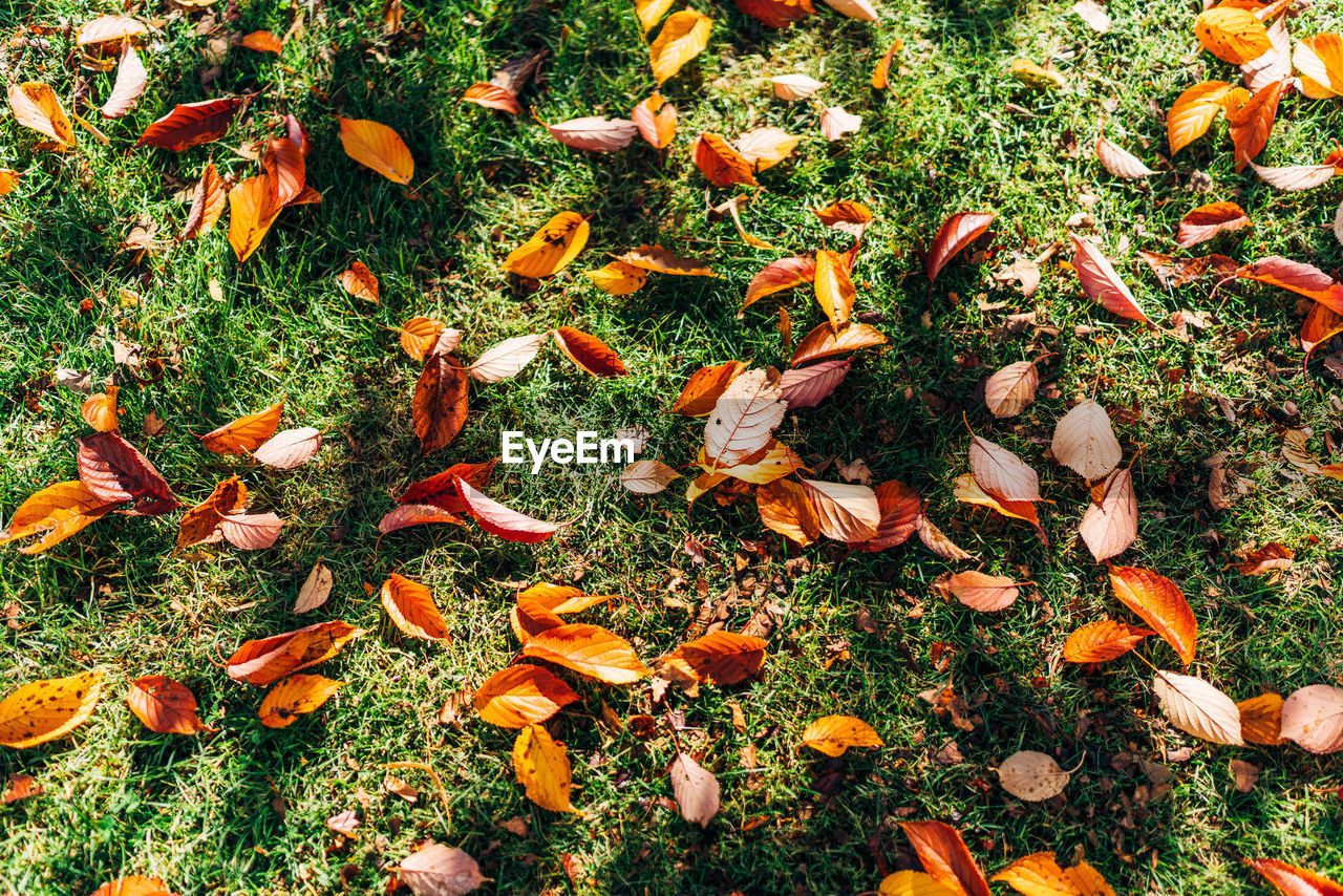 High angle view of dry leaves on field