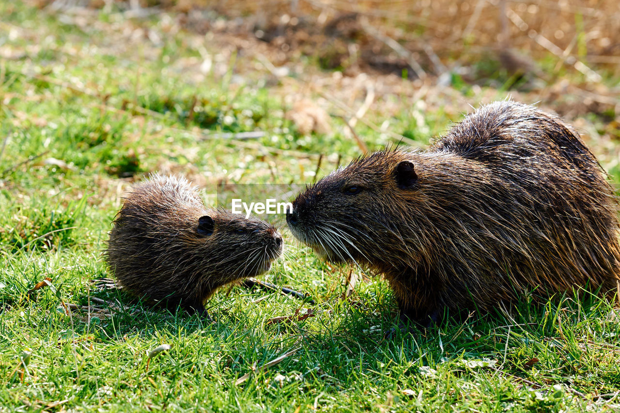 Nutria mother and baby