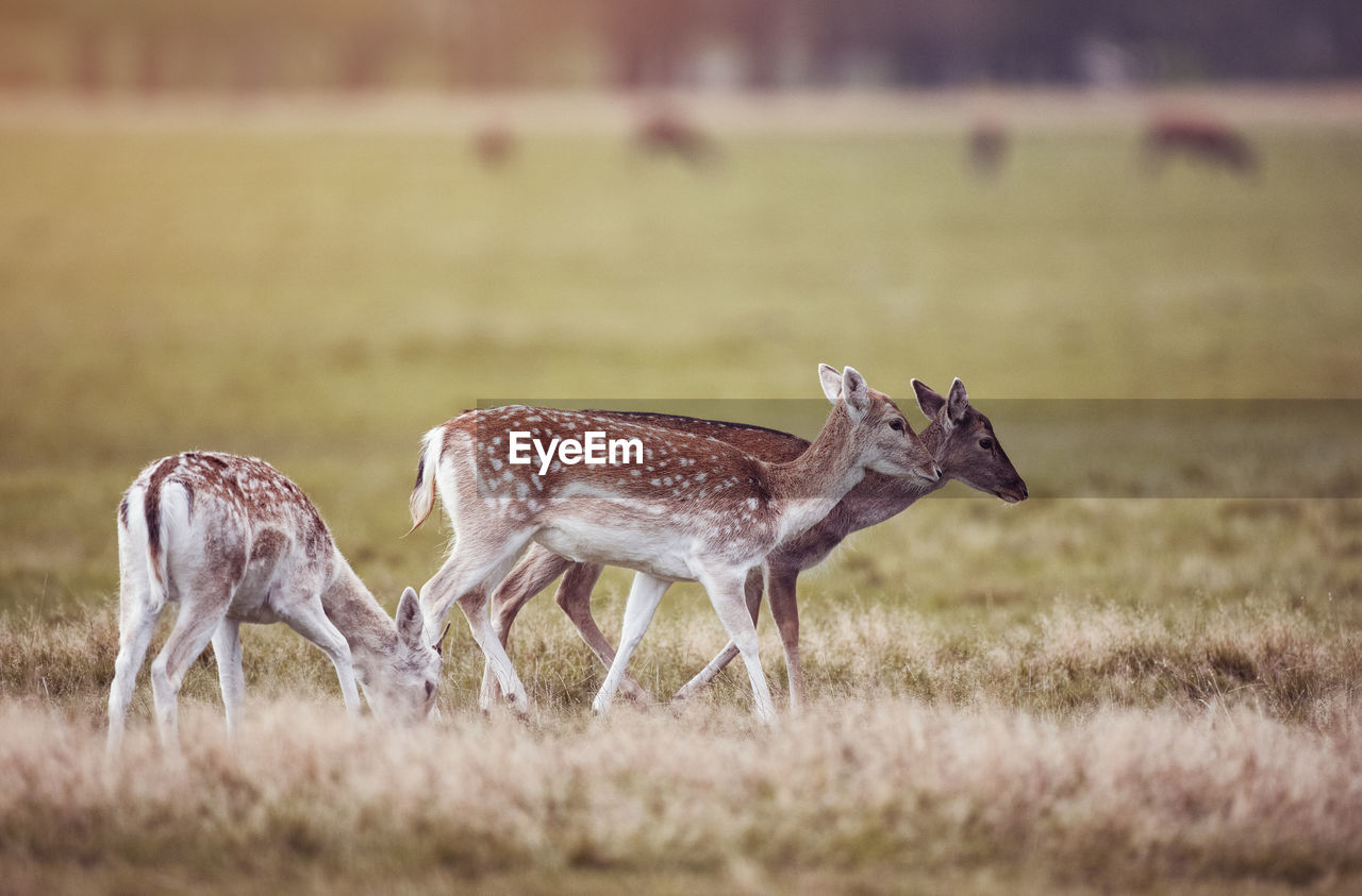 Fallow deer in a field