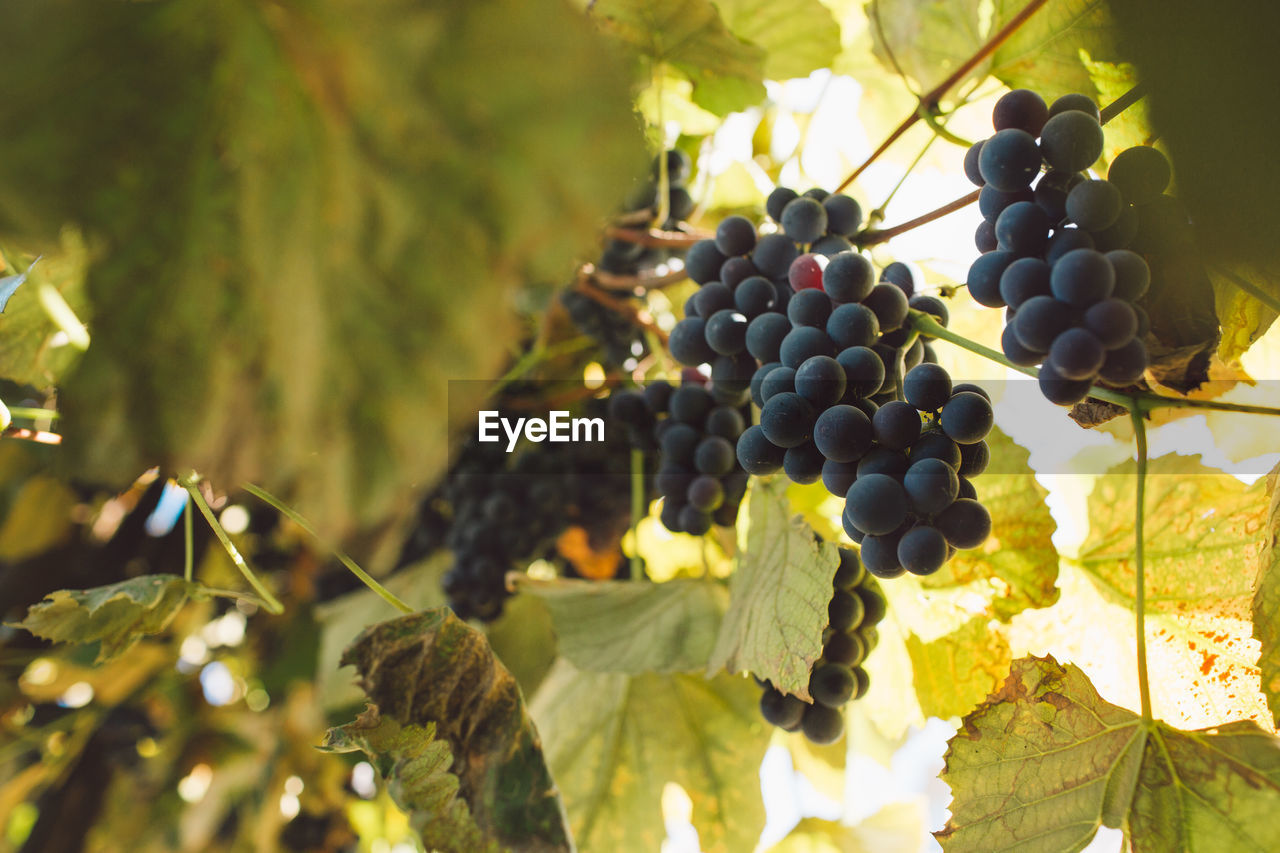 CLOSE-UP OF GRAPES