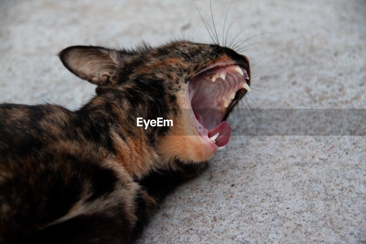 CLOSE-UP OF CAT LYING ON THE GROUND