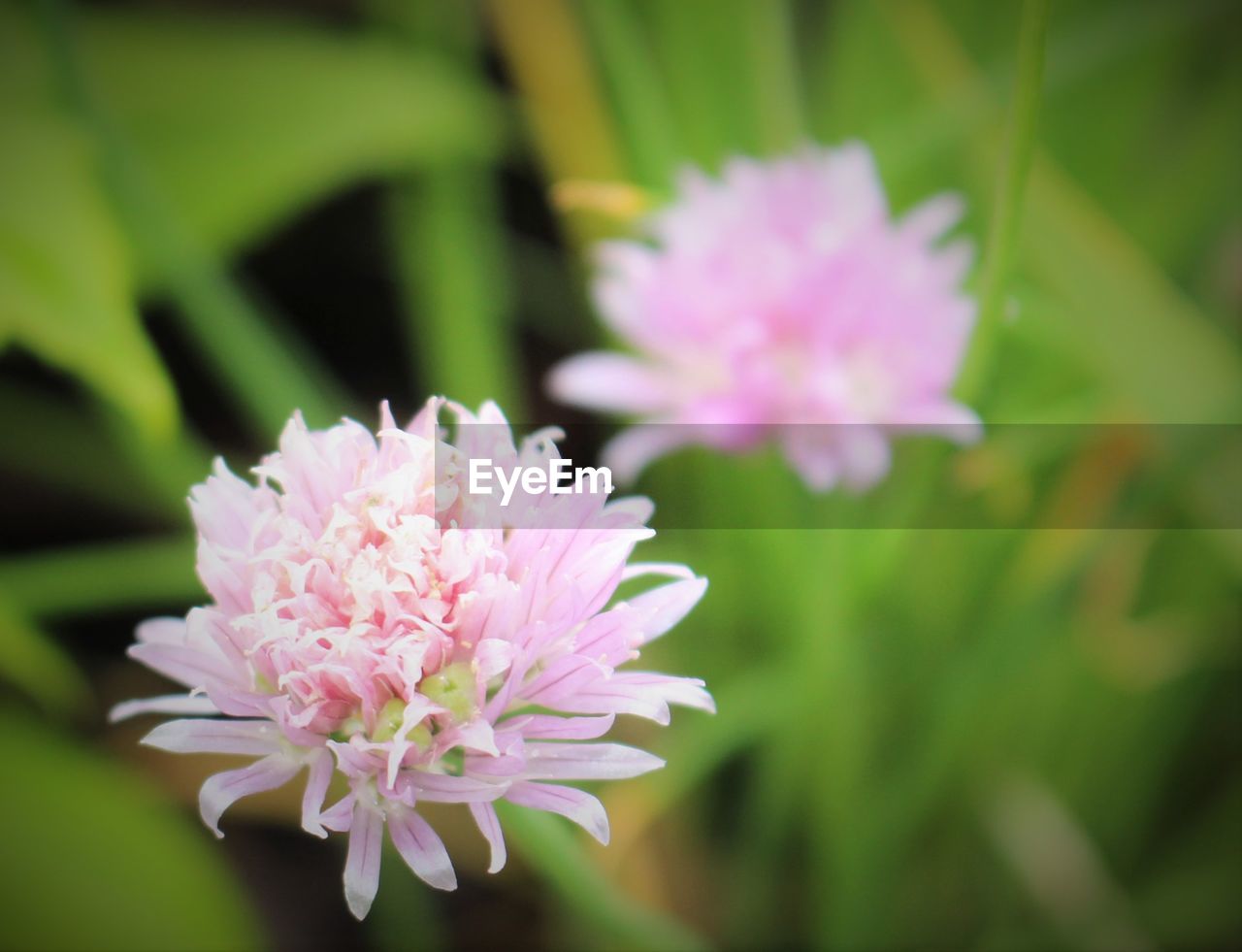 CLOSE-UP OF PINK FLOWERS BLOOMING