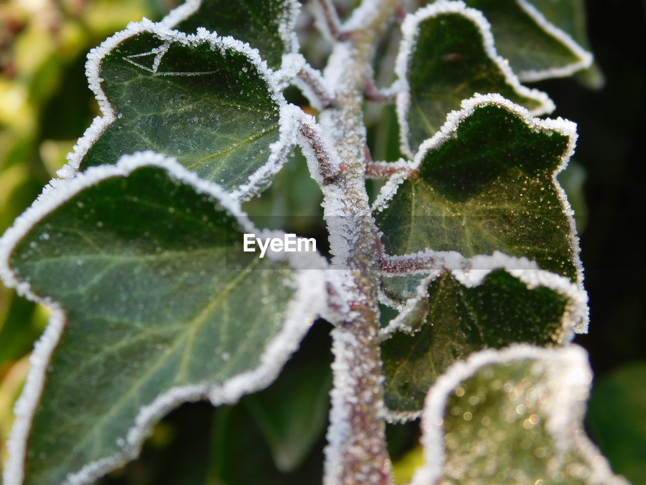 Close-up of frozen leaves